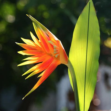 天堂鳥 花|天堂鳥花怎麼養？天堂鳥花種類、花語、繁殖&風水 –